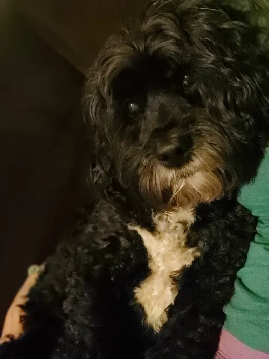 Osage Animal Hospital Picture 4