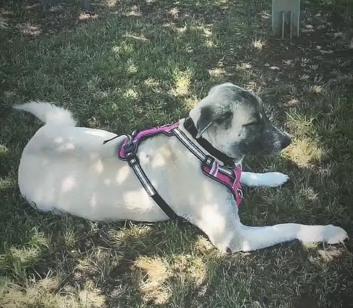 Osage Animal Hospital Picture 5