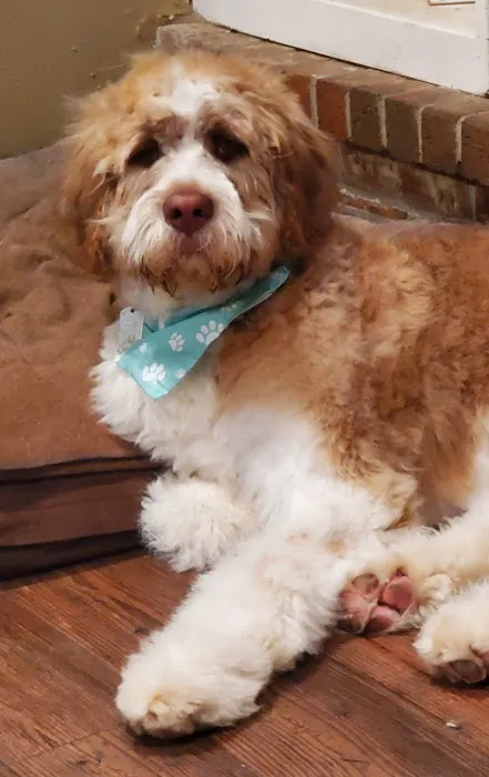 Osage Animal Hospital Picture 9