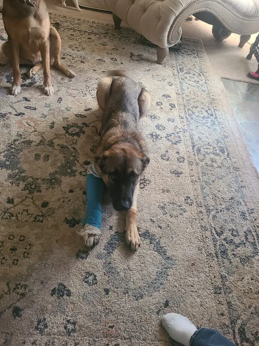 Happy Hollow Animal Hospital Picture 1