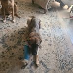 Happy Hollow Animal Hospital