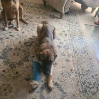 Happy Hollow Animal Hospital ico