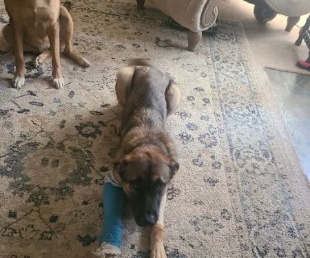 Happy Hollow Animal Hospital