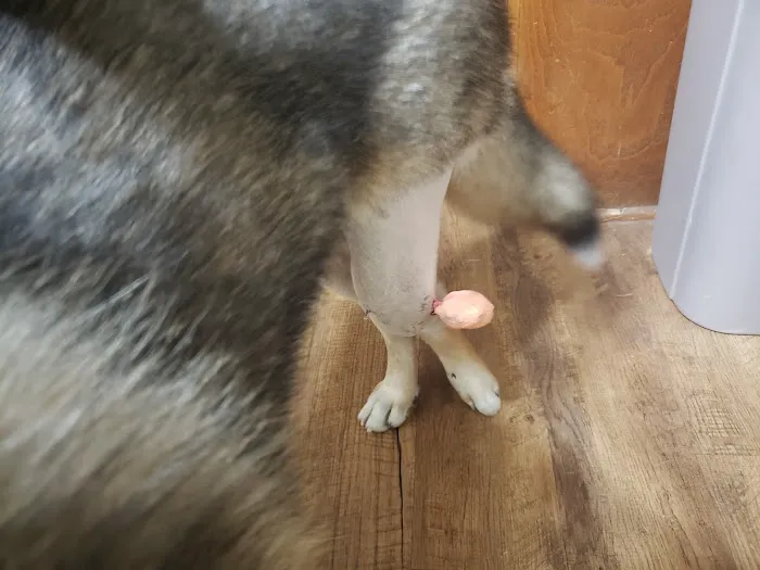 Happy Hollow Animal Hospital Picture 2