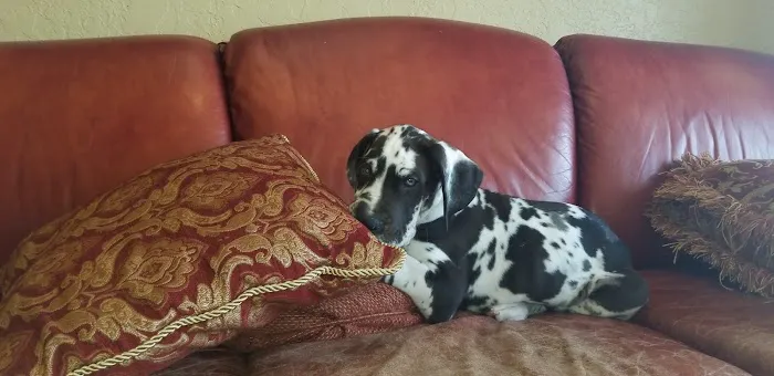 Happy Hollow Animal Hospital Picture 6