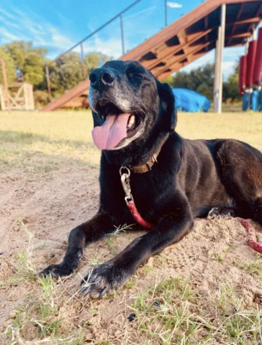 Happy Hollow Animal Hospital Picture 3