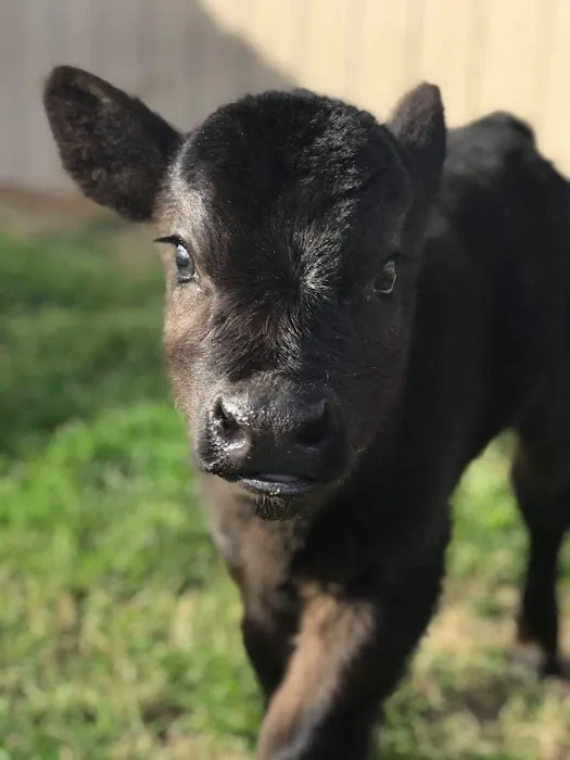 Happy Hollow Animal Hospital Picture 4