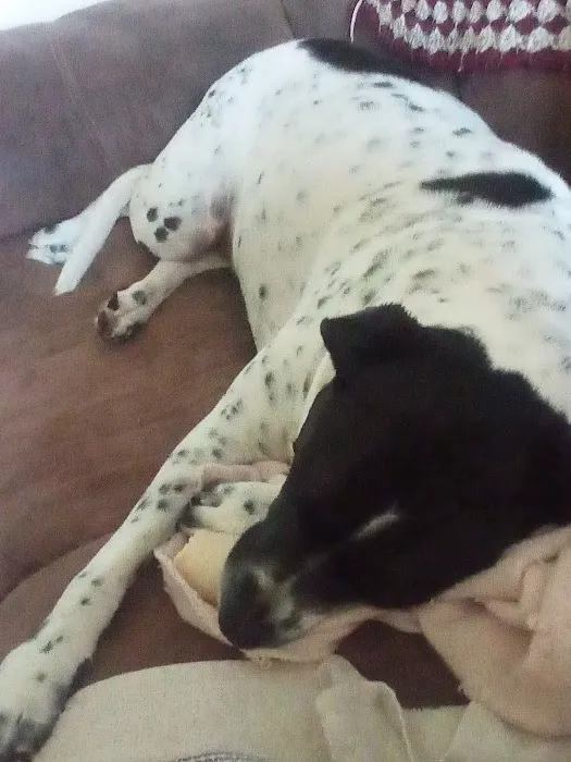 Duncan Veterinary Hospital Picture 1