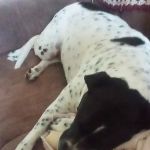 Duncan Veterinary Hospital