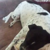 Duncan Veterinary Hospital ico