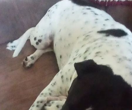 Duncan Veterinary Hospital