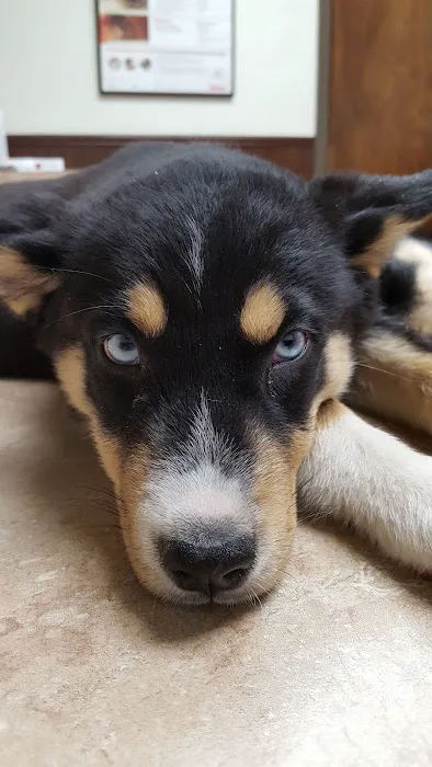 Duncan Veterinary Hospital Picture 7