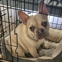 Minson Veterinary Hospital ico