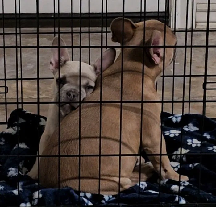 Minson Veterinary Hospital Picture 5