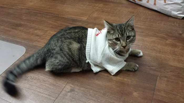 Minson Veterinary Hospital Picture 10