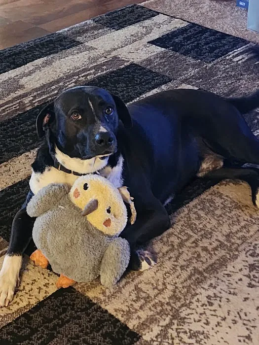 Ark Veterinary Clinic Picture 1