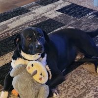 Ark Veterinary Clinic ico