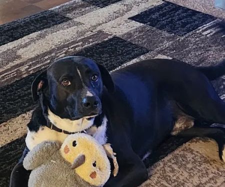 Ark Veterinary Clinic