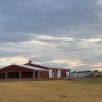 Freeman Beef Genetics