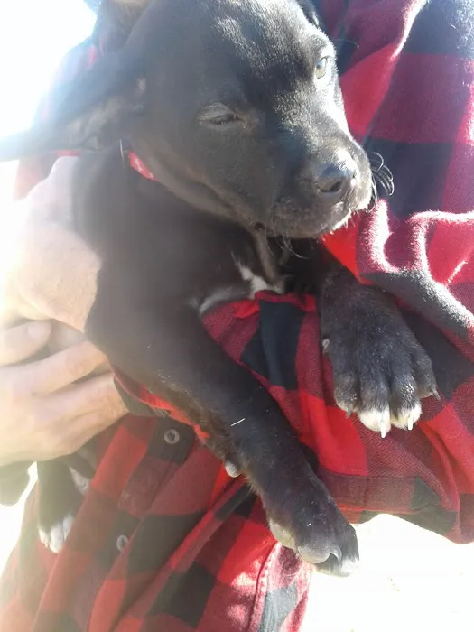 Alva Veterinary Clinic Picture 1