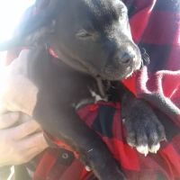 Alva Veterinary Clinic ico