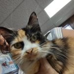 Ridgeview Veterinary Hospital