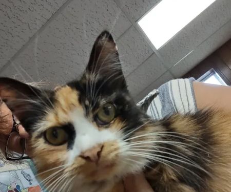 Ridgeview Veterinary Hospital