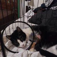 Chisholm Trail Animal Hospital, PLLC ico