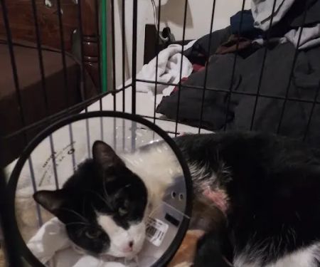 Chisholm Trail Animal Hospital, PLLC