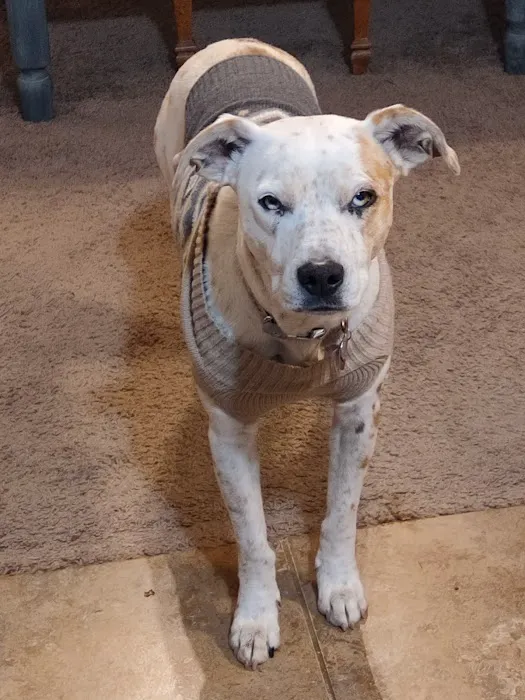 Chisholm Trail Animal Hospital, PLLC Picture 6