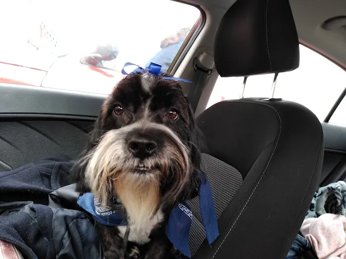 Chisholm Trail Animal Hospital, PLLC Picture 4