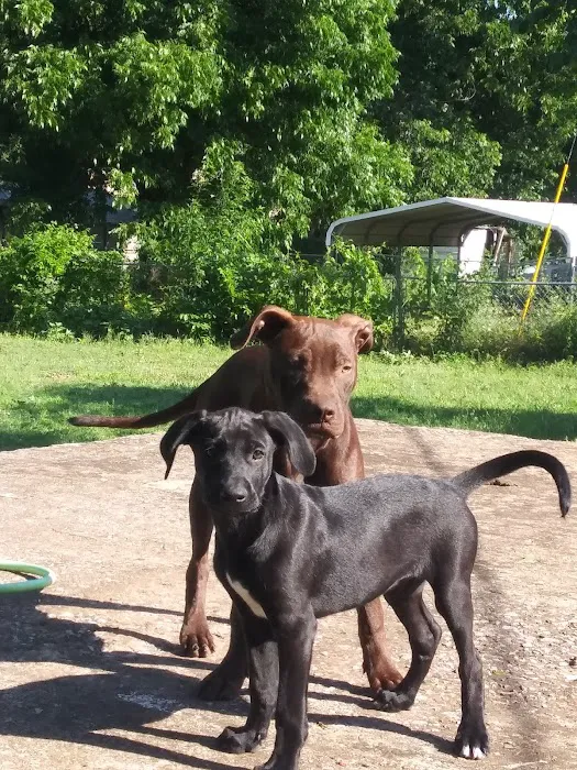 Chisholm Trail Animal Hospital, PLLC Picture 5