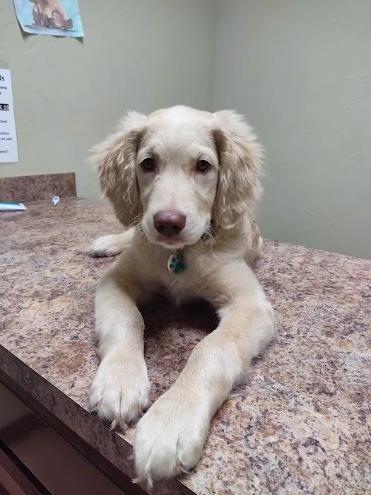 Chisholm Trail Animal Hospital, PLLC Picture 9