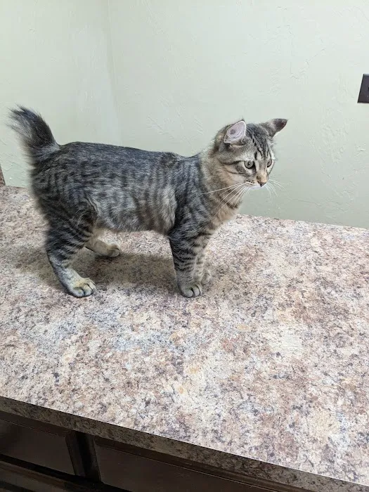 Chisholm Trail Animal Hospital, PLLC Picture 10