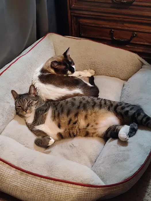 Chisholm Trail Animal Hospital, PLLC Picture 7