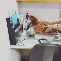 Woodland Animal Hospital ico