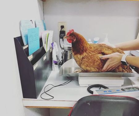 Woodland Animal Hospital