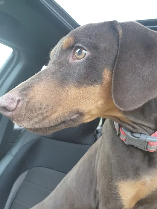 Woodland Animal Hospital Picture 2