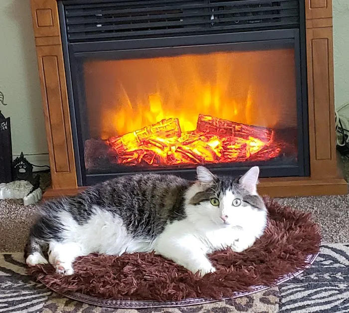 Chambers Veterinary Clinic Picture 4