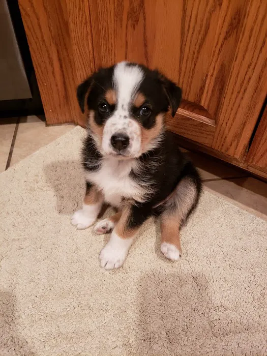 Chambers Veterinary Clinic Picture 3