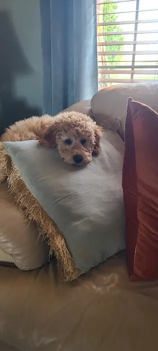 Chambers Veterinary Clinic Picture 6