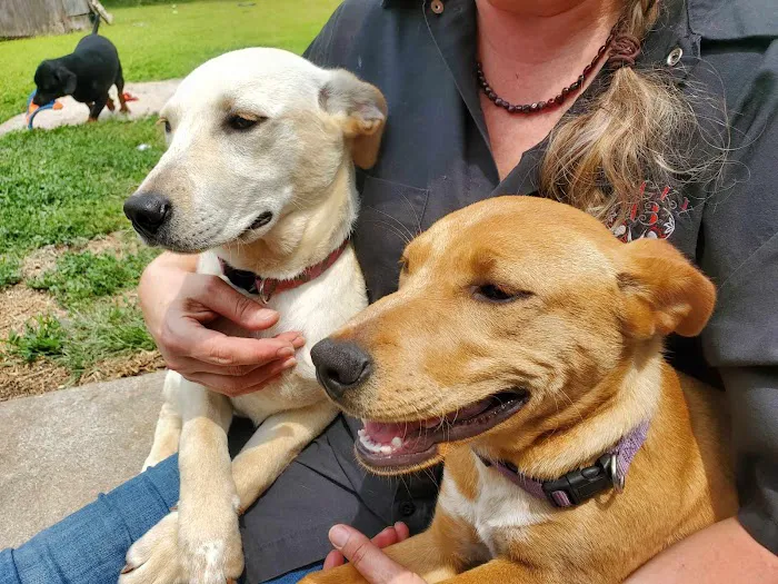 Chambers Veterinary Clinic Picture 8