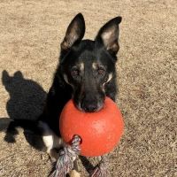 Southwest Veterinary Clinic ico