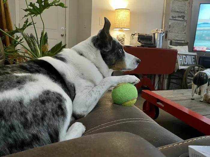 Southwest Veterinary Clinic Picture 6