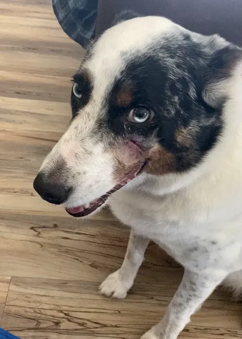 Southwest Veterinary Clinic Picture 8