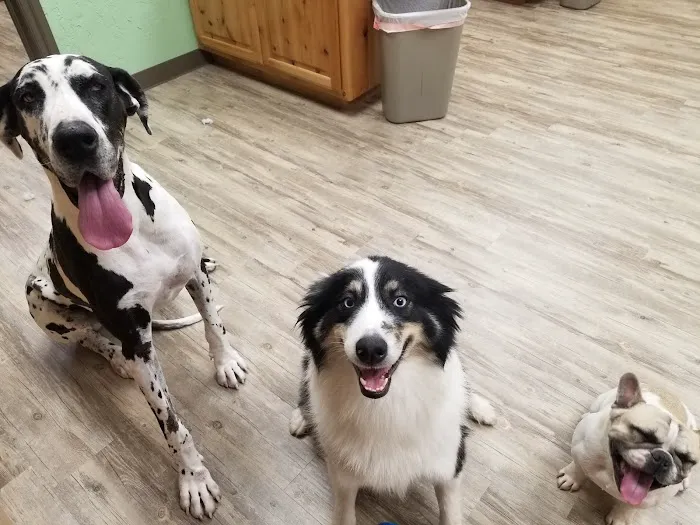 Lawtonka Animal Chiropractic & Vet Hospital Picture 2