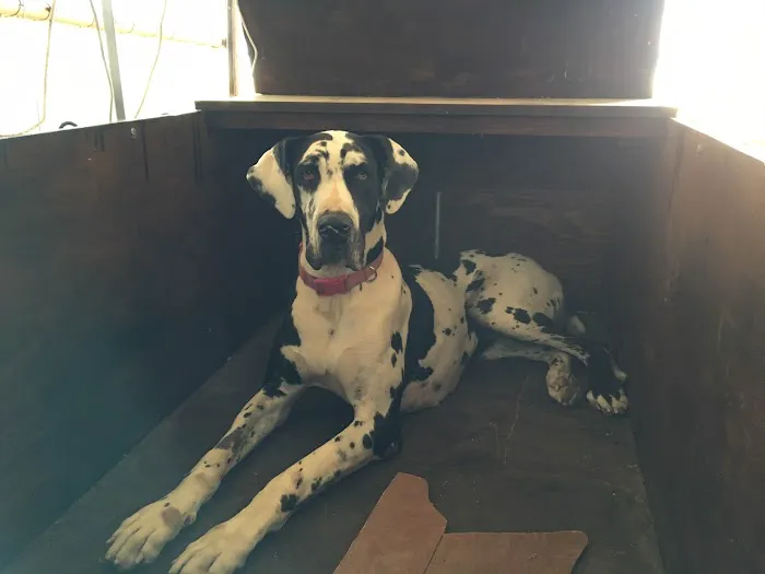 Lawtonka Animal Chiropractic & Vet Hospital Picture 9