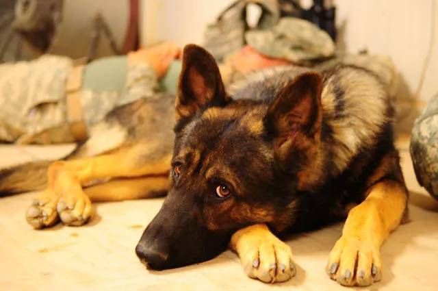 Fort Sill Veterinary Clinic Picture 10