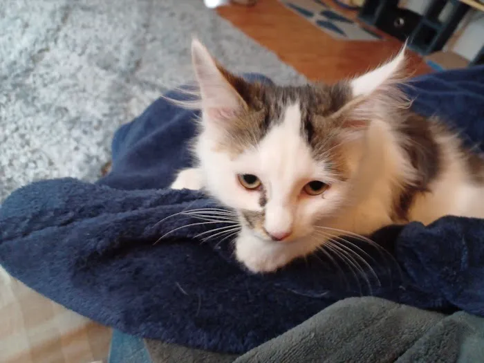 Animal Birth Control Clinic Picture 1