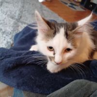 Animal Birth Control Clinic ico